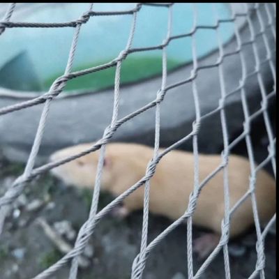 2mm Stainless Steel Wire Rope Animal Cable Security Netting