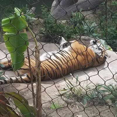 Resistant To Acid And Alkali  X Tend Cable Mesh Zoo Aesthetic Bird Cage