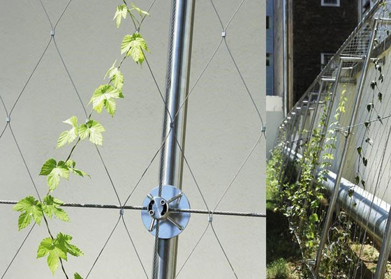 Architekturoberflächenedelstahl-Drahtseil-Mesh Green Plant Climbing Wall-Filetarbeit