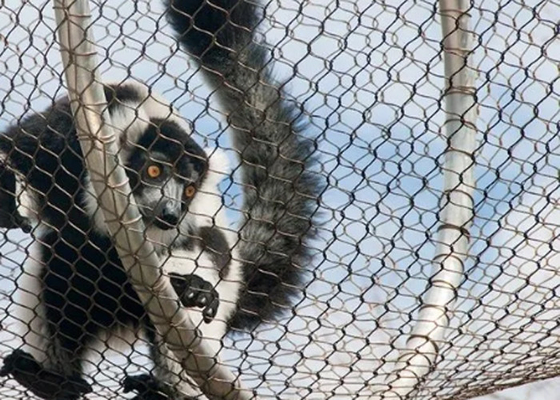 Ferruriertes und Gewebtes Zoo-Drahtnetz mit 2 mm in 50 mm Öffnung