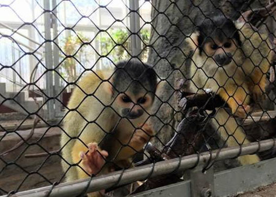 Vogelhaus-Seil-Maschen-Filetarbeits-Diamant gesponnene Art des Schwarzoxid-flexibler SS