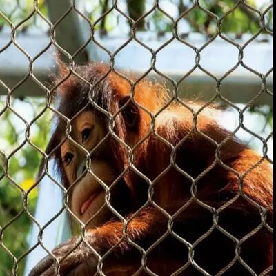 Korrosionsbeständiges Seilnetz Schutznetz für Sicherheitsprojekte