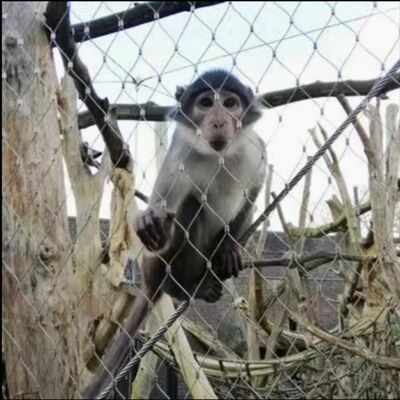 316 Flexible Edelstahl X Tend Kabelnetz für Zoo Gehege Sicherheitszaun