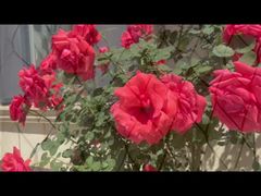 Schwarz beschichtetes Edelstahl-Kabelgeflecht